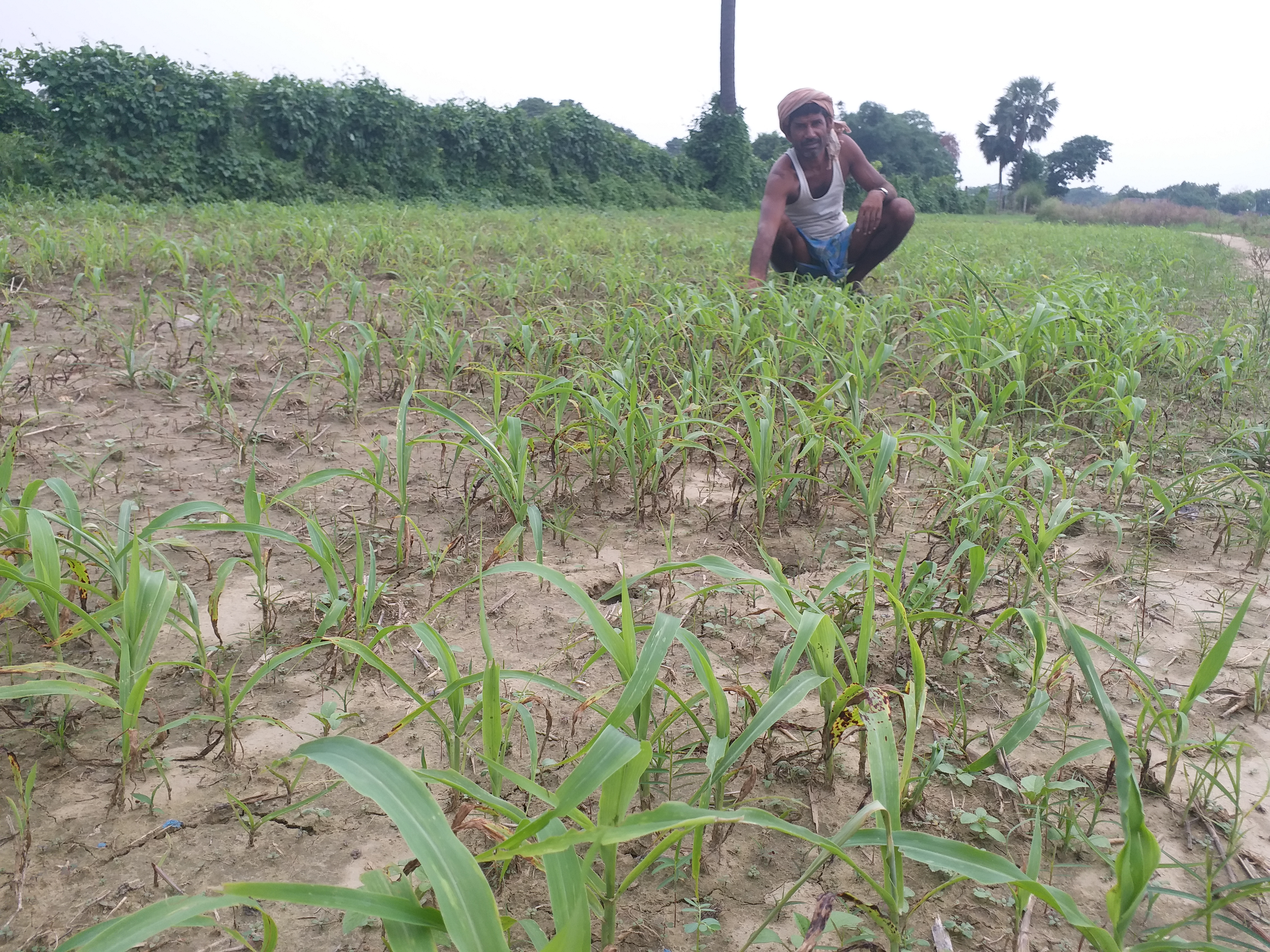 sonpur farming