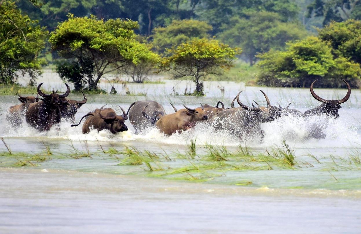 etvbharat assam flood