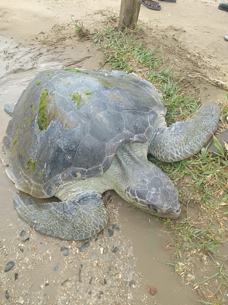 guards rescued turtle