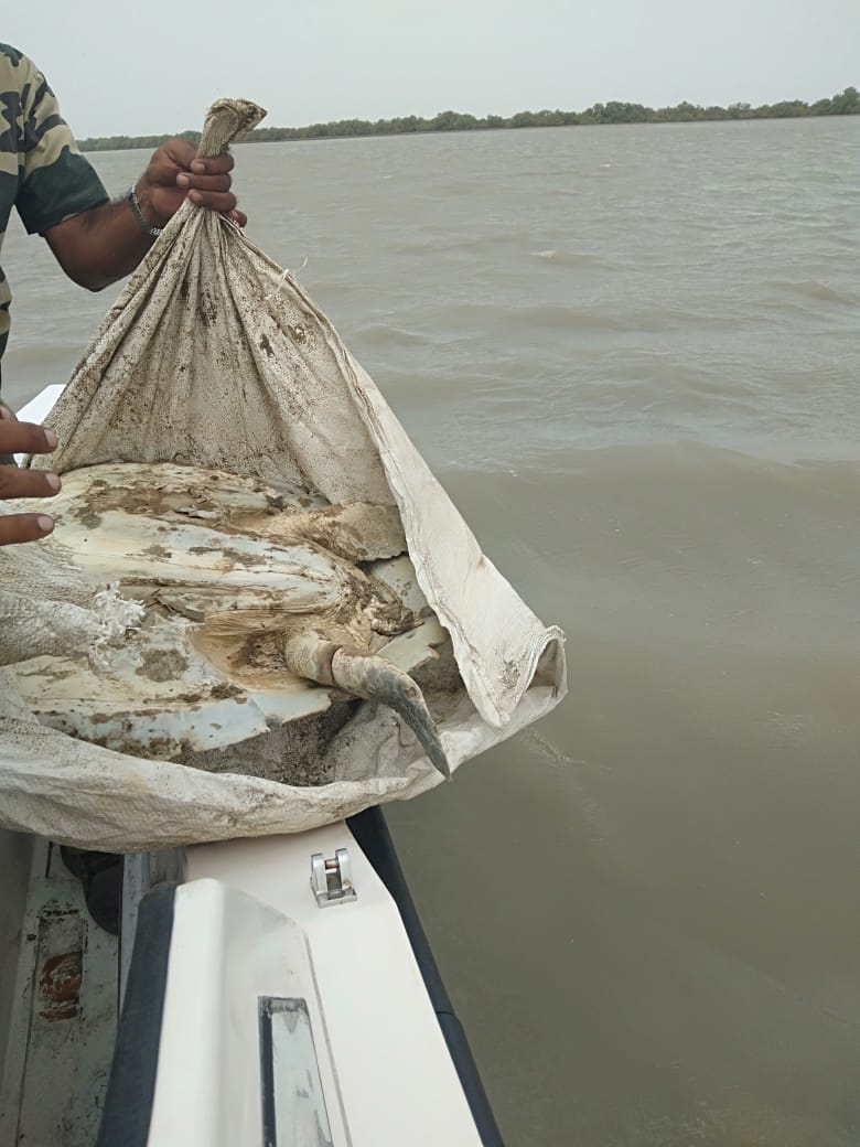 guards rescued turtle