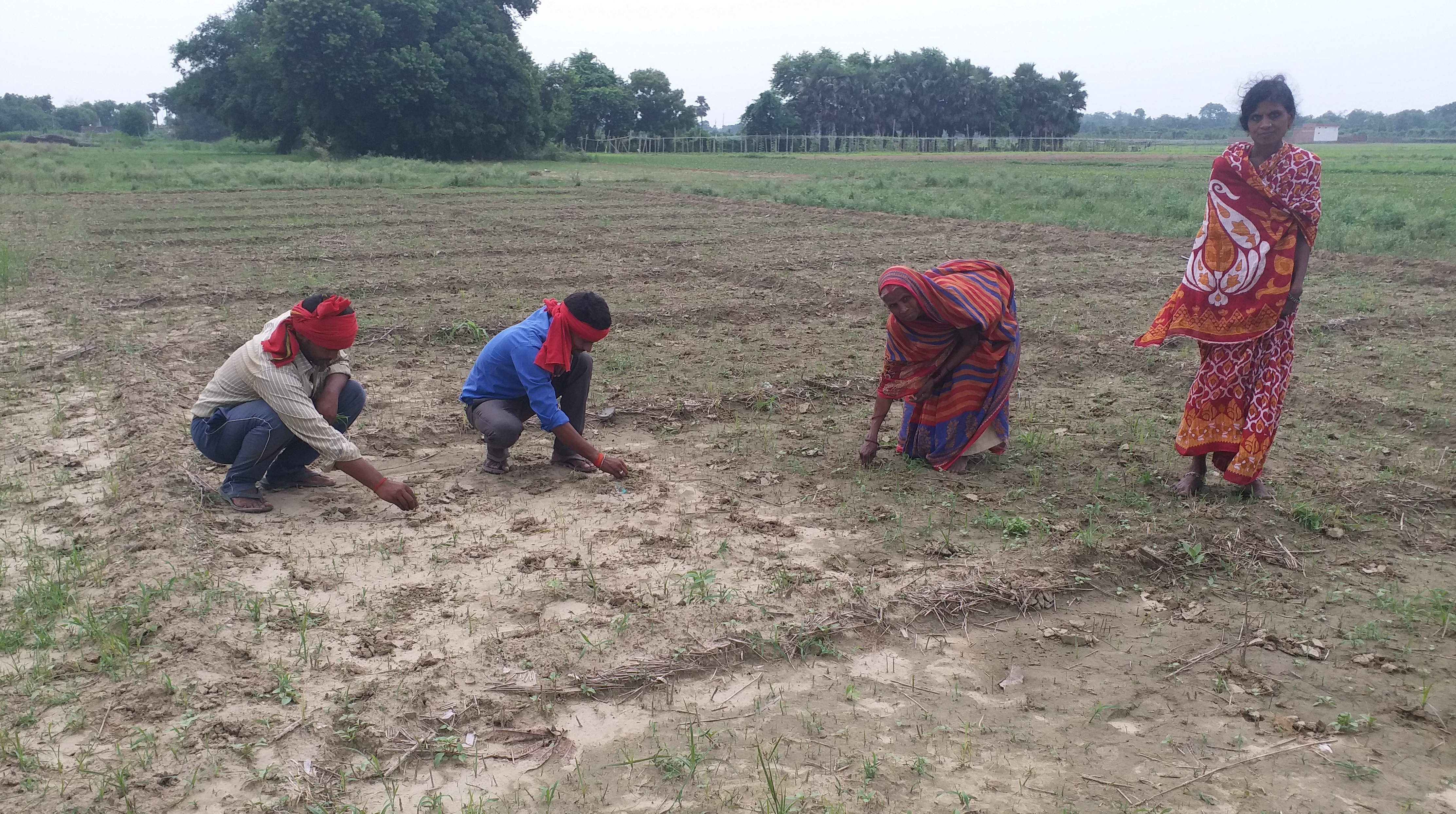 dry in bihar