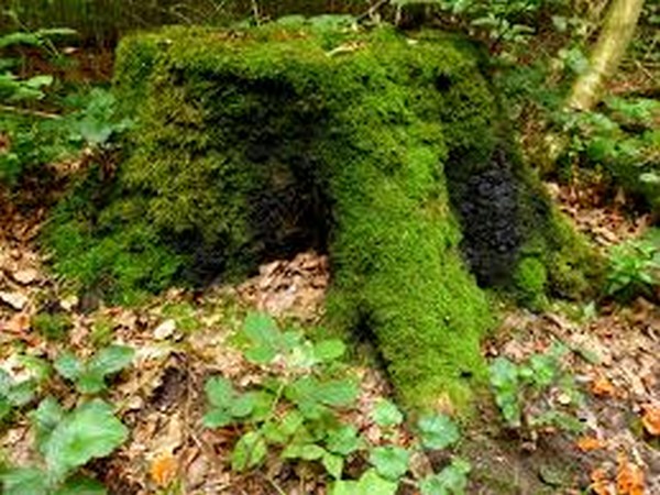 Surrounding trees keep fellow trees alive