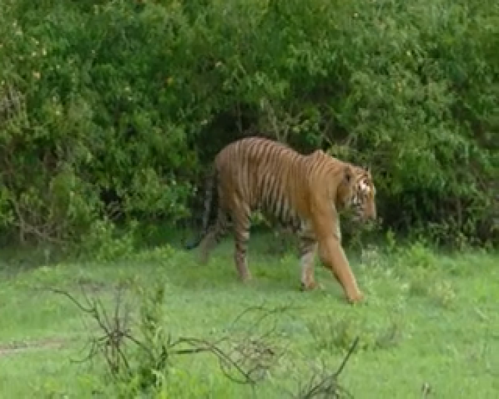 NO TIGER DAY CELEBRATION NILAGIRI  FOREST  DEPARTMENT  புலிகள் தினம்  வனத்துறை