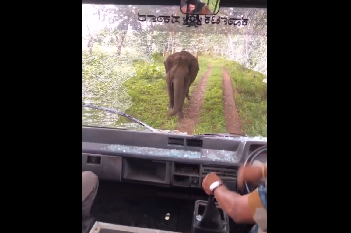 elephant attacked passenger vehicle