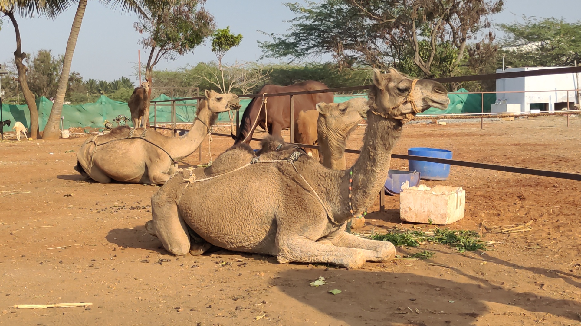 Camel Milk Tea