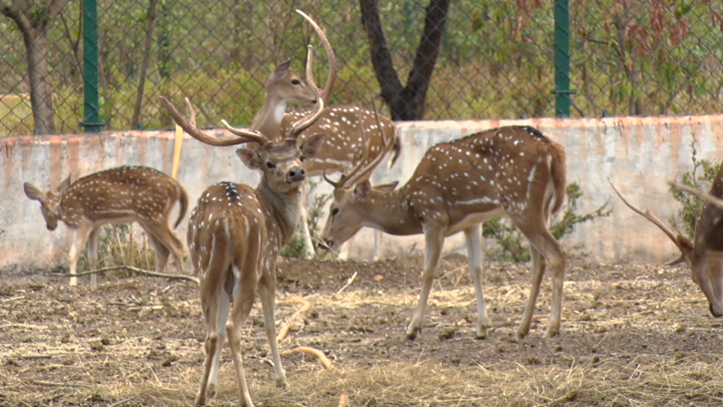 हर्बीवोर सफारी