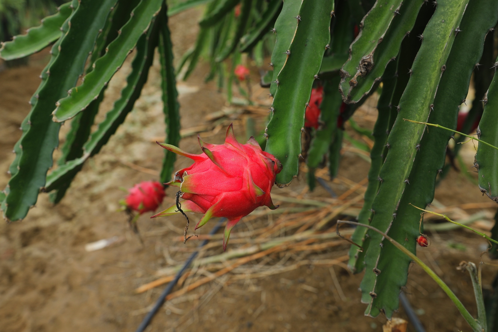 dragon fruit farming