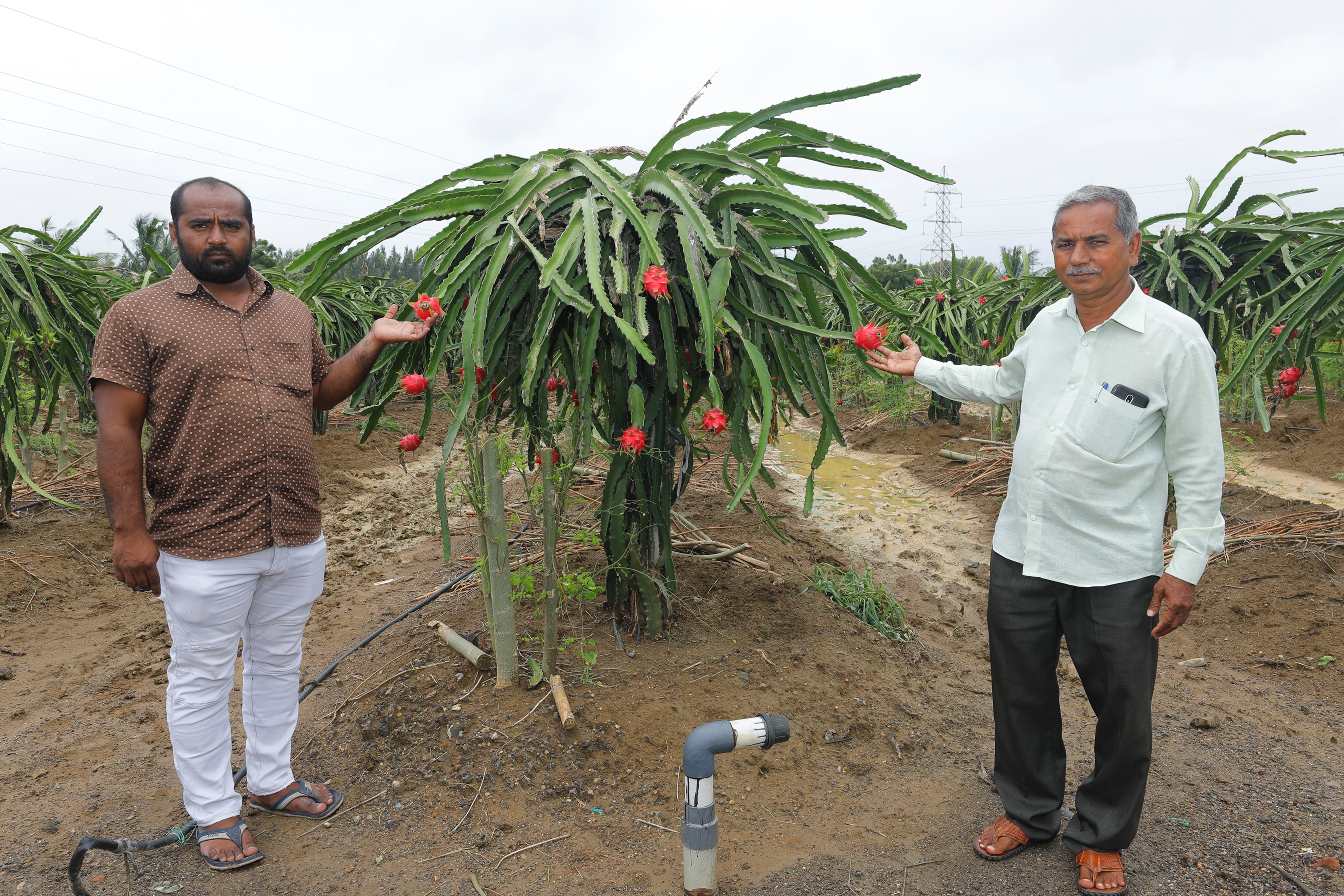 dragon fruit farming