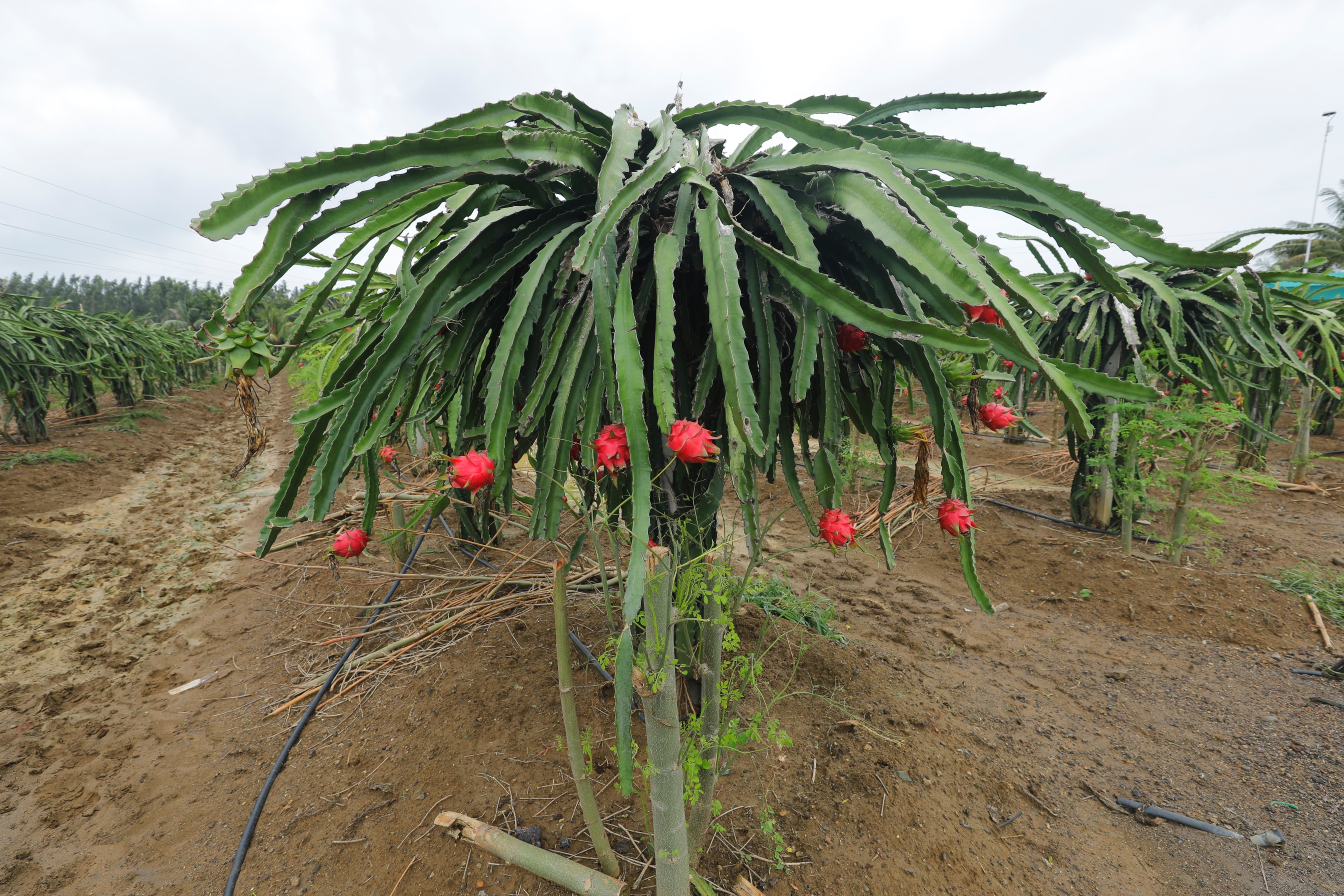 dragon fruit farming