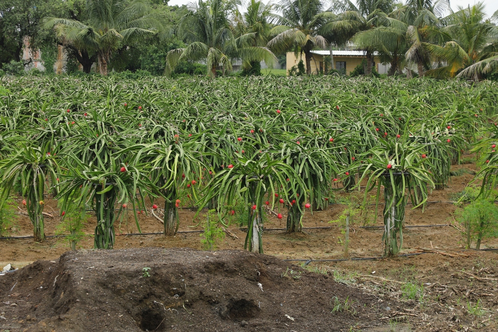 dragon fruit farming