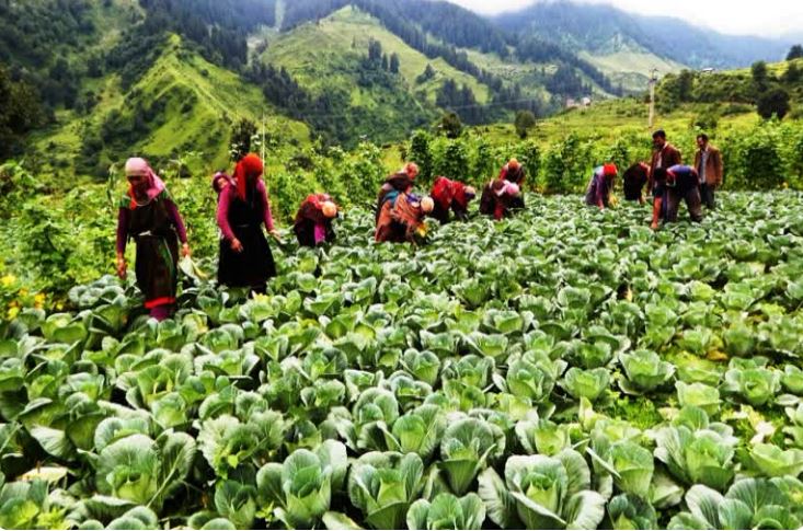 farmers earn millions by raising untimely vegetable in Himachal