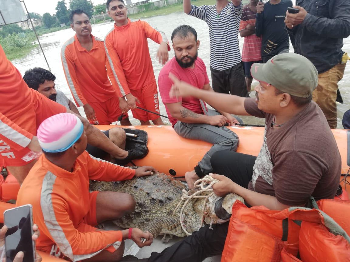 NDRF rescuing people affected in flood