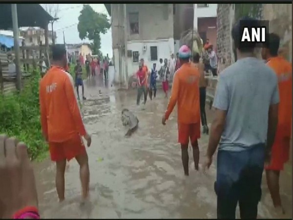 crocodiles seen on Vadodara roads