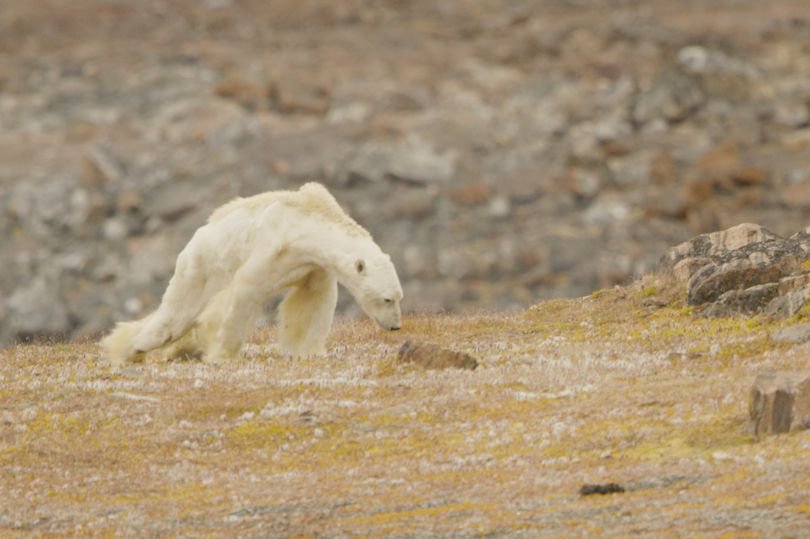 image, polar bear