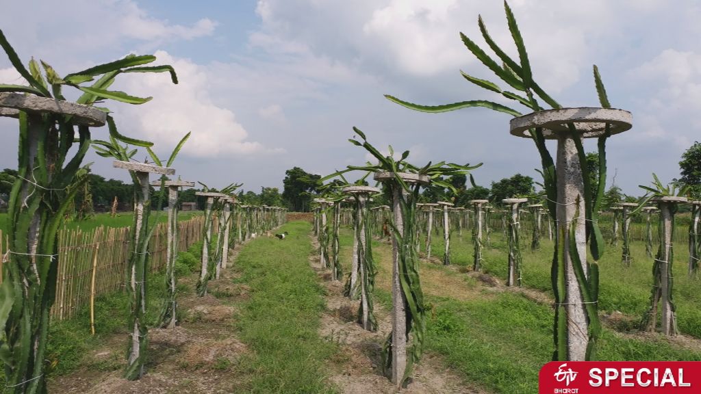 dragon fruit etv bharat