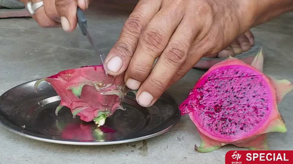 dragon fruit etv bharat