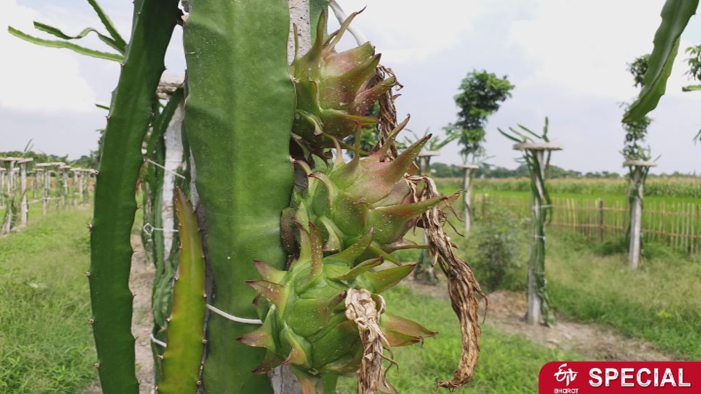 dragon fruit etv bharat