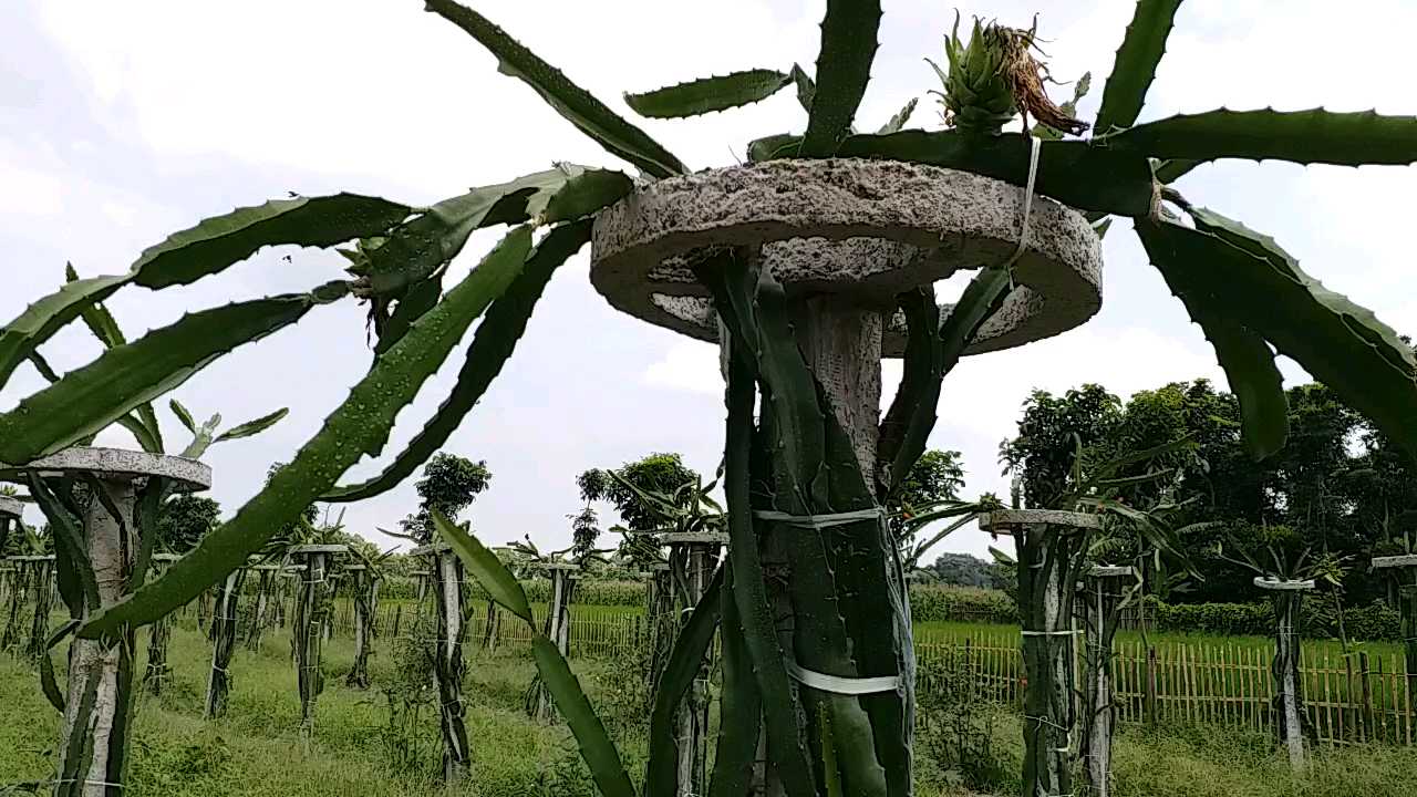 Farmers cultivating dragon fruit in Katihar