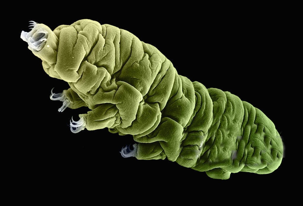 tardigrades