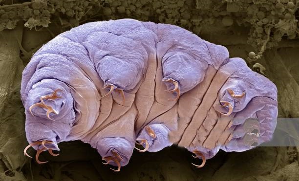 tardigrades