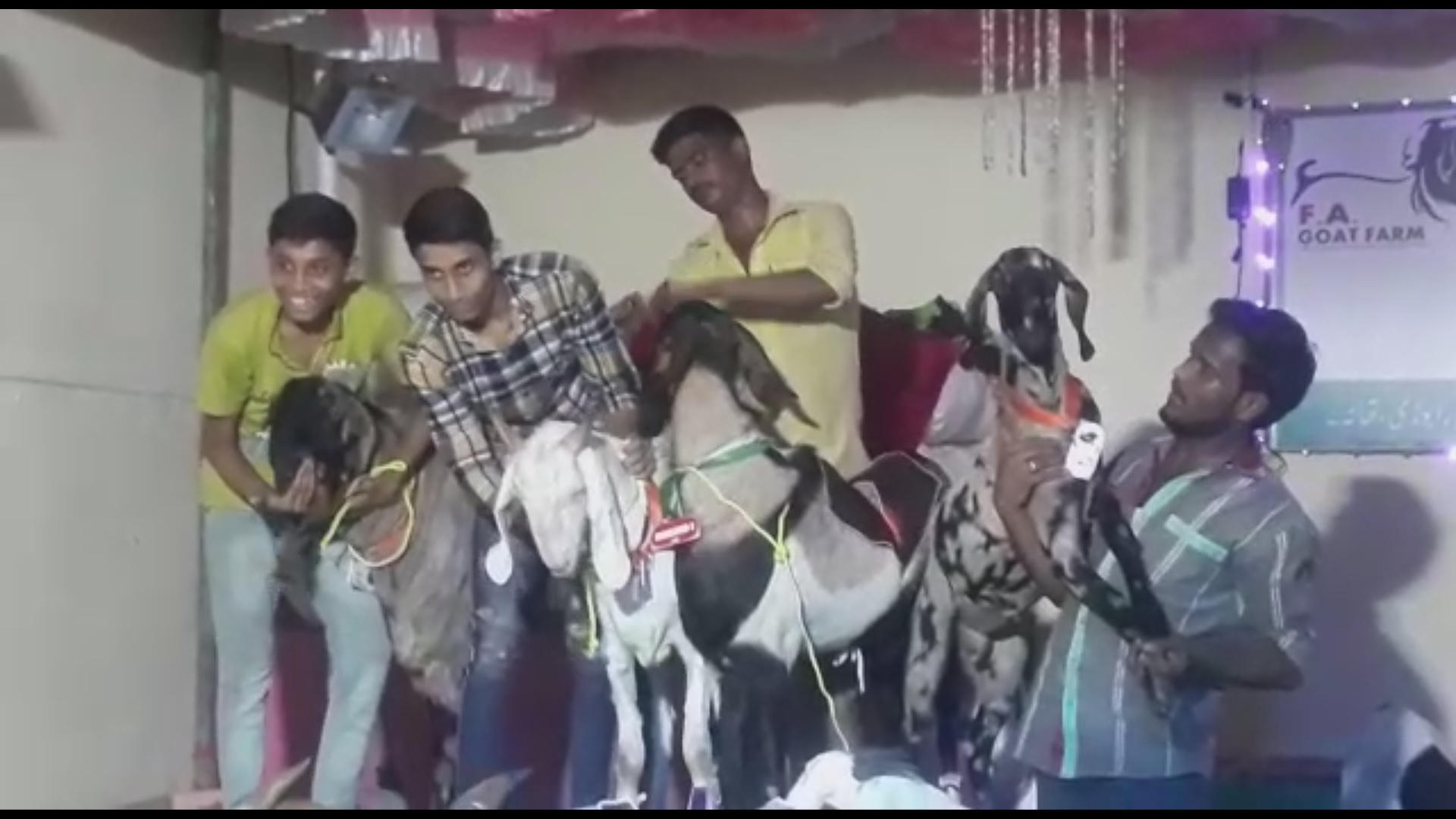 goats ramp show thane