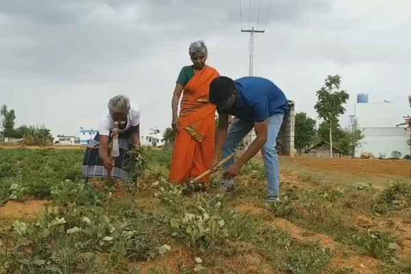 பெற்றோருடன் விவசாய பணியில் ஈடுபட்டுள்ள வெங்கடேஷ்