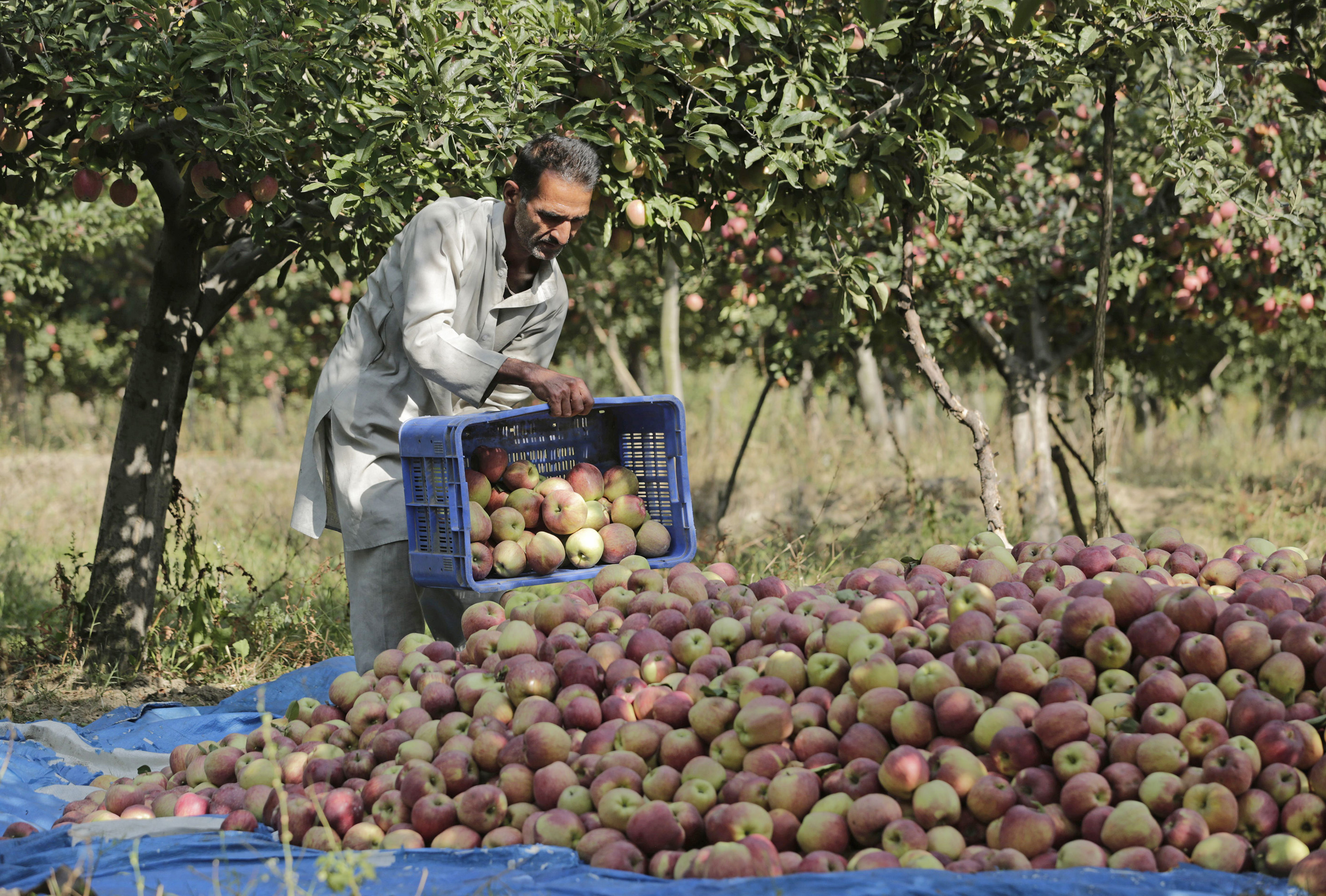 Jammu & Kashmir and Ladakh Horticulture and Food Processing Industries