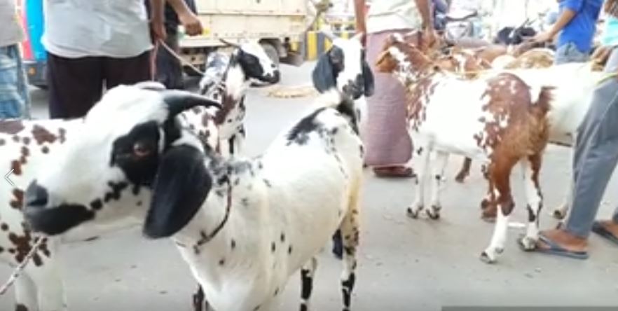 Reduction in the buying and selling of goats on the occasion of Eid-ul-Adha,عیدالاضحیٰ کے موقع پر بکروں کی خرید و فروخت میں کمی