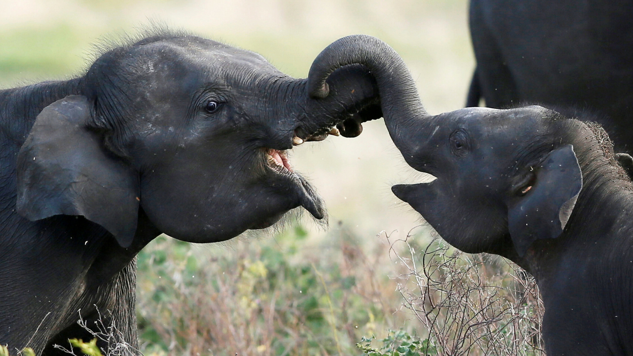 world elephant day