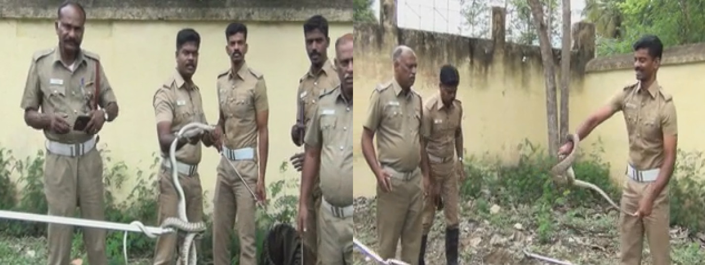 snake caught without instrument  periyakulam  rdo house  theni  தேனி  பெரியகுளம்  பாம்புகள்