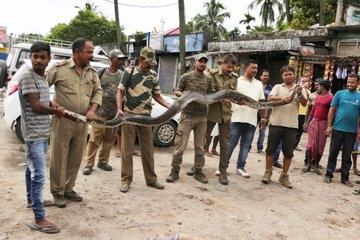 14 feet long python rescued in assam