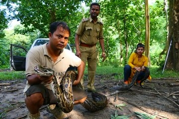 14 feet long python rescued in assam