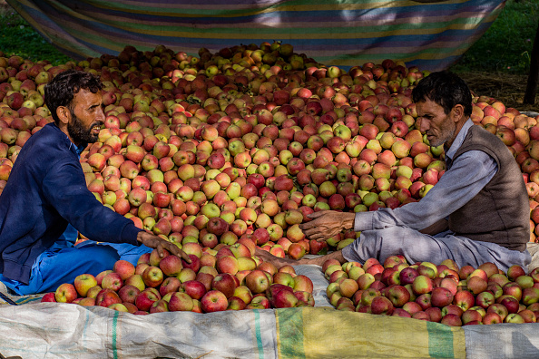 Kashmiri apple growers