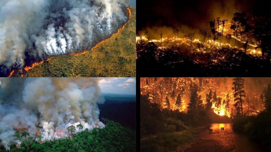 The Amazon rainforest has been on fire for more than 16 days now.