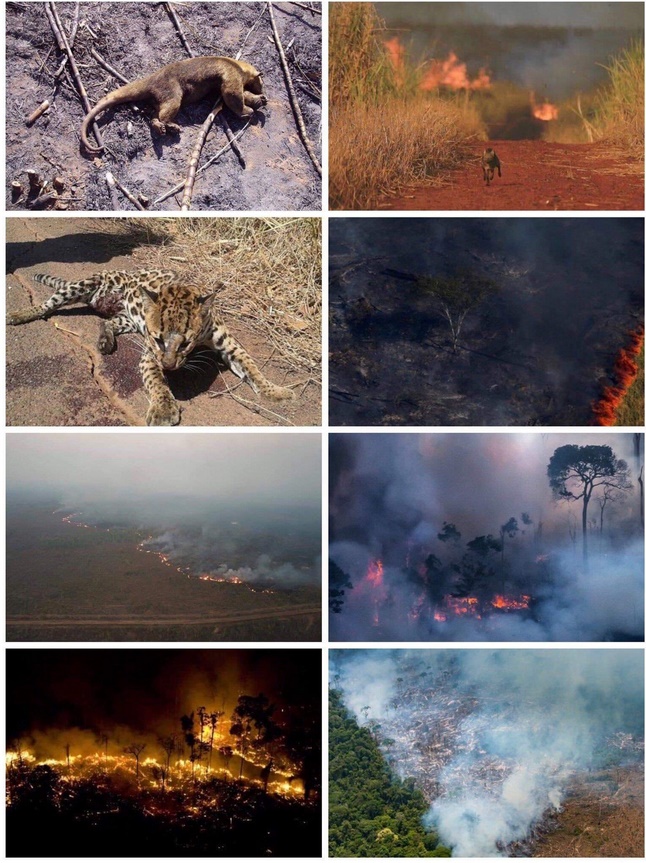 The Amazon rainforest has been on fire for more than 16 days now.