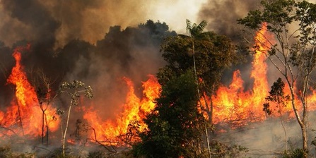 The Amazon rainforest has been on fire for more than 16 days now.