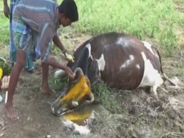 cows_poisone