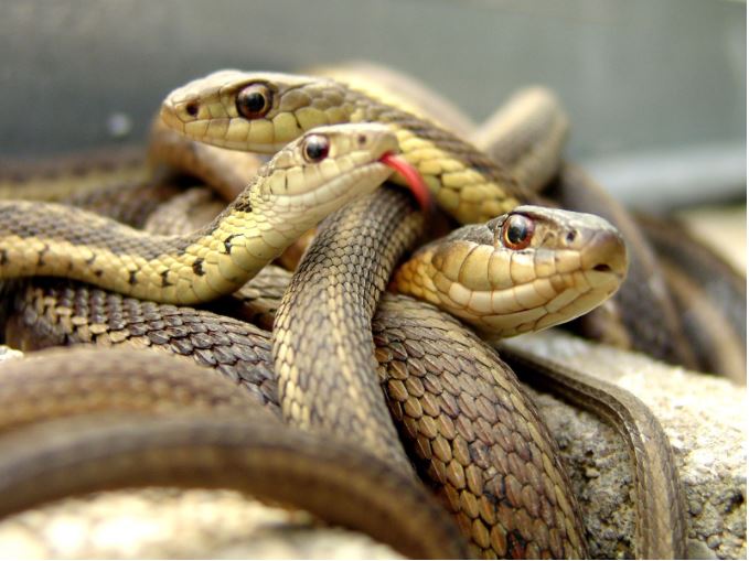 A python spotted on a bike in karnataka