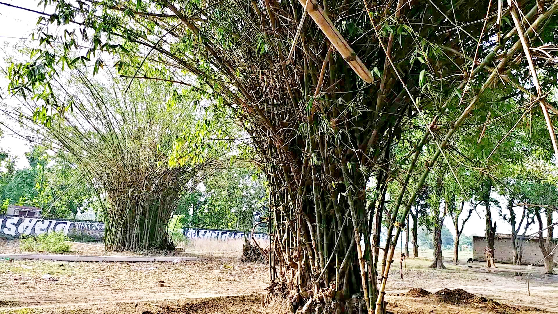 National Bamboo Mission Scheme