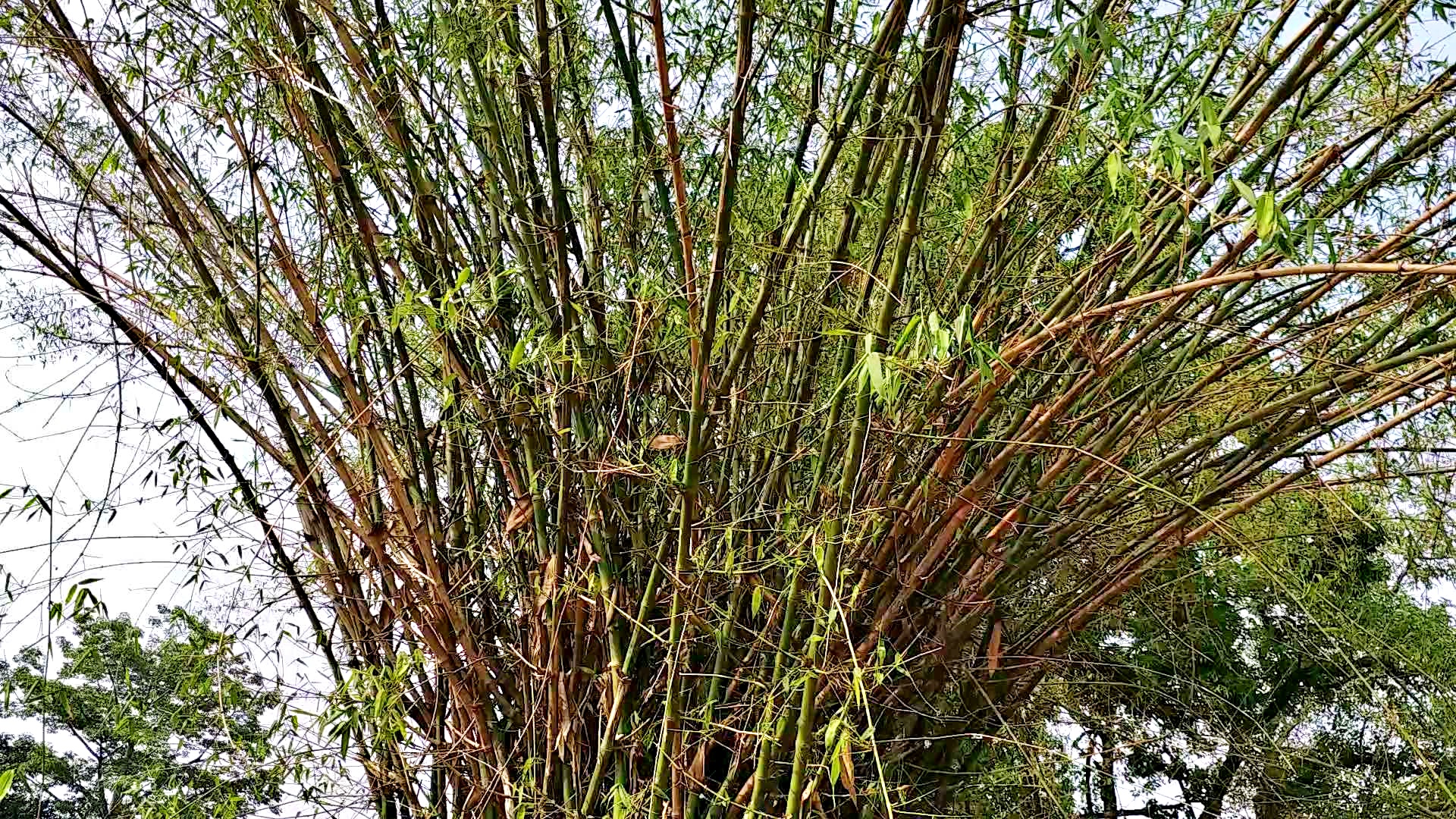 National Bamboo Mission Scheme