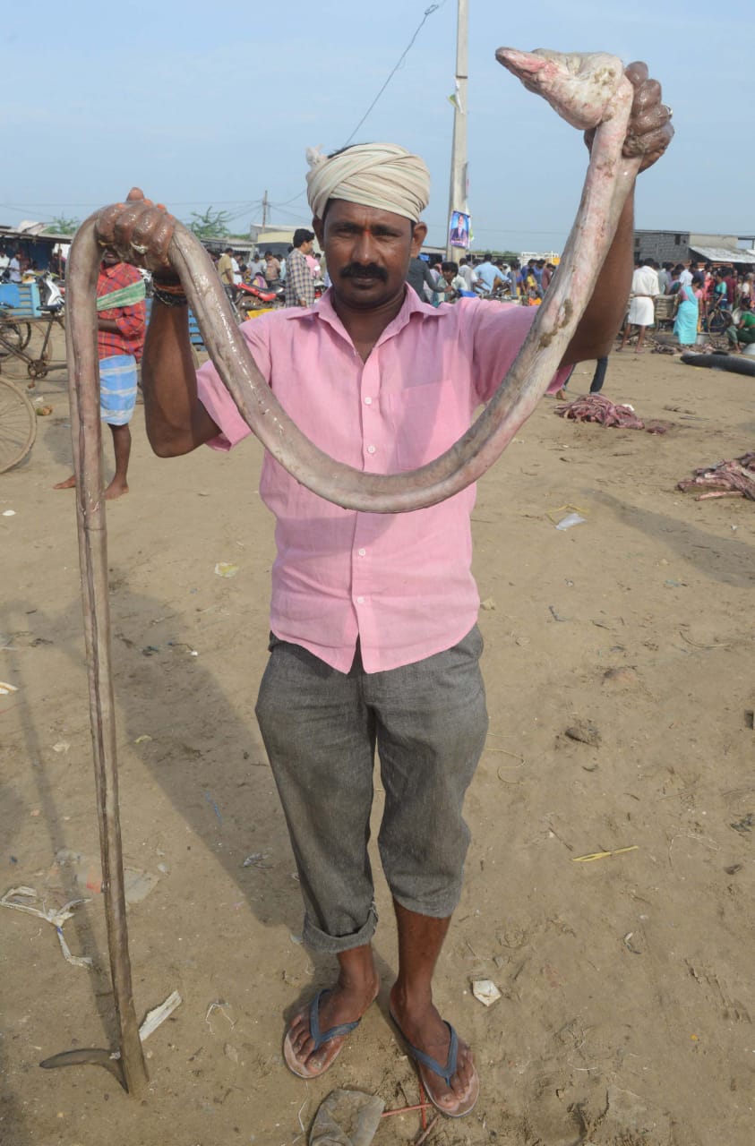 12-feet-long-eel-fish-caught-at-kakinada