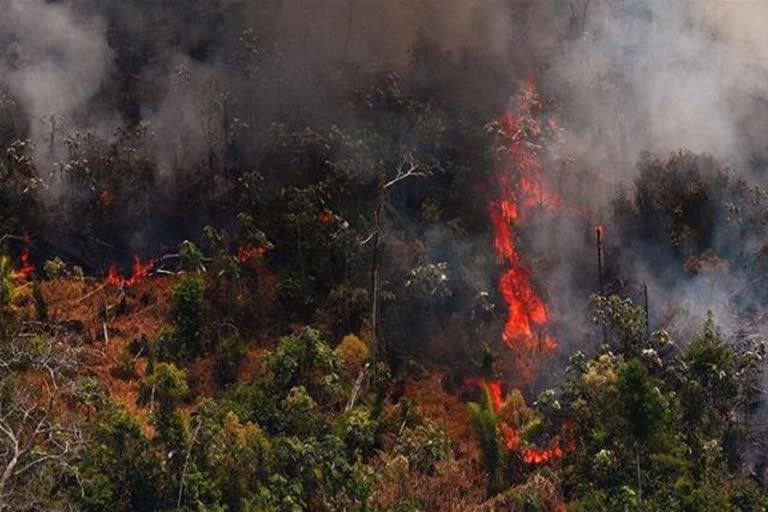 அழியும் அமேசான் காடுகள், அமேசான் தீ விபத்து, amazon forest, fire accident