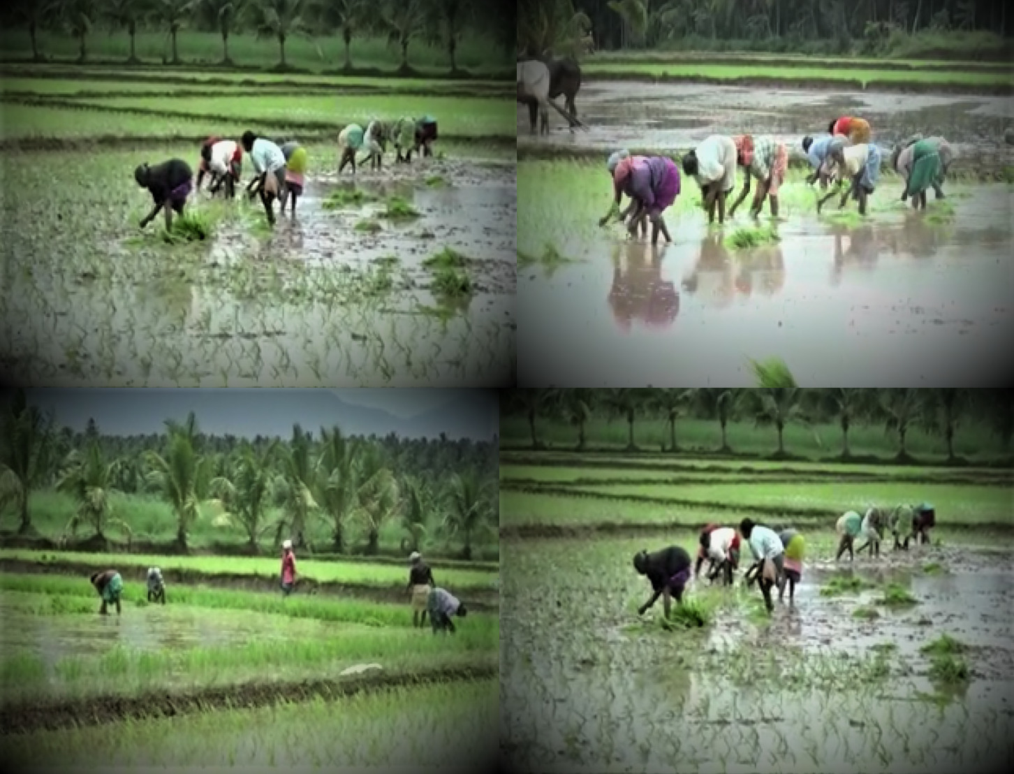 முதல் போக சம்பா நெல் சாகுபடி starts Samba cultivation in pollachi  pollachi