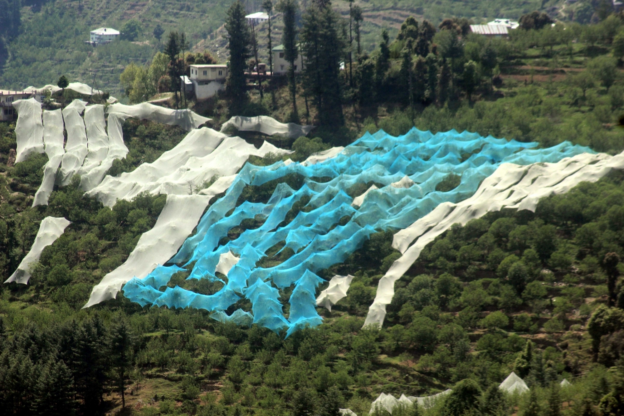 Apple growers cover their trees so as to save them from hail at Shilaroo 60 km away from Shimla