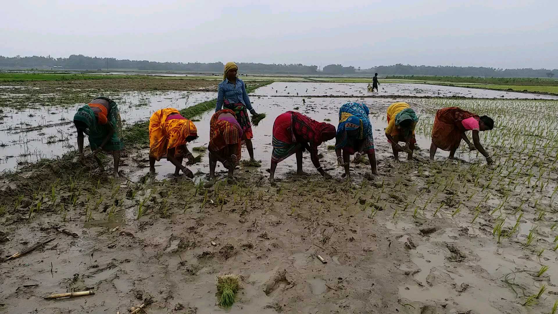 farming of paddy