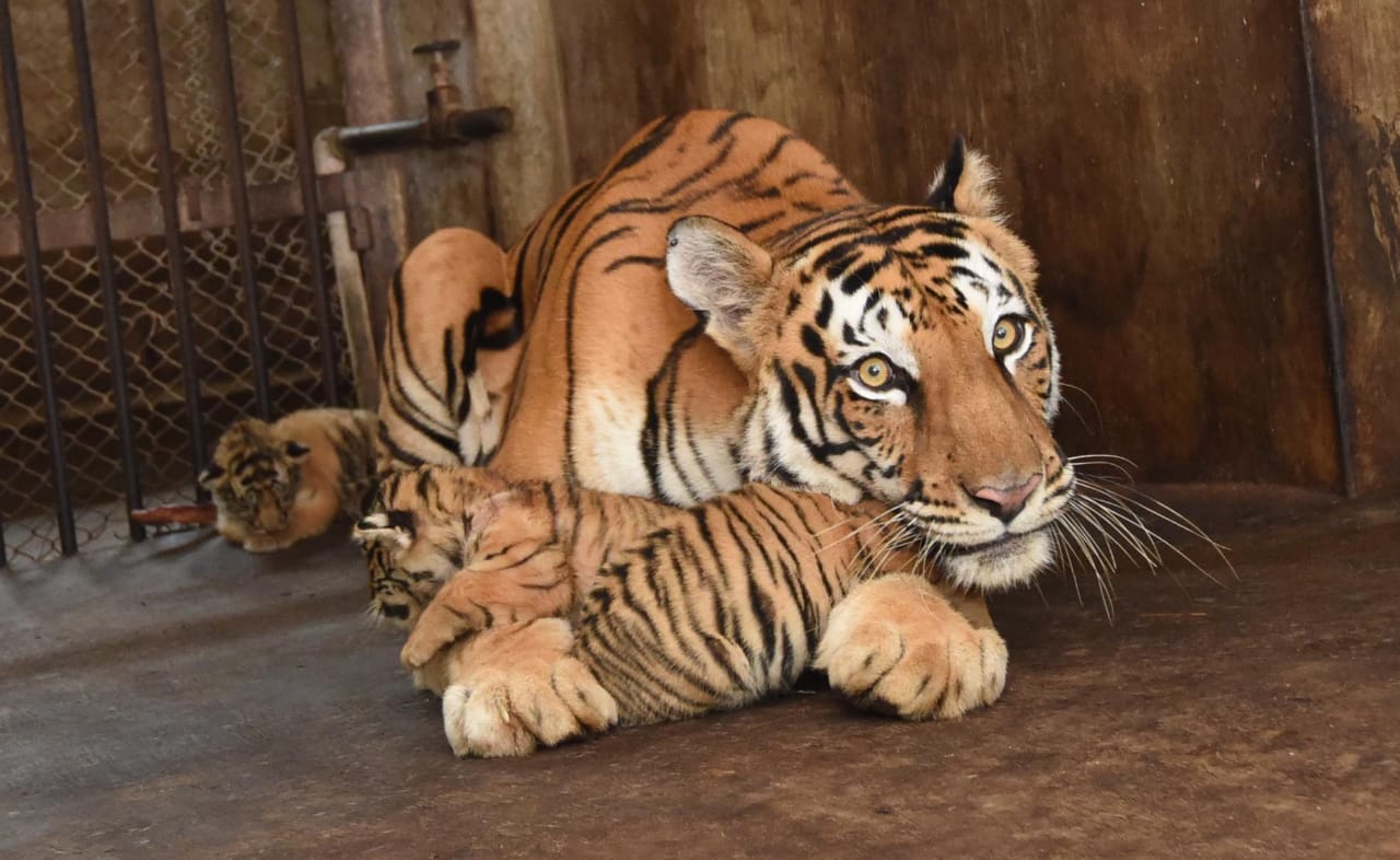 tiger cubs