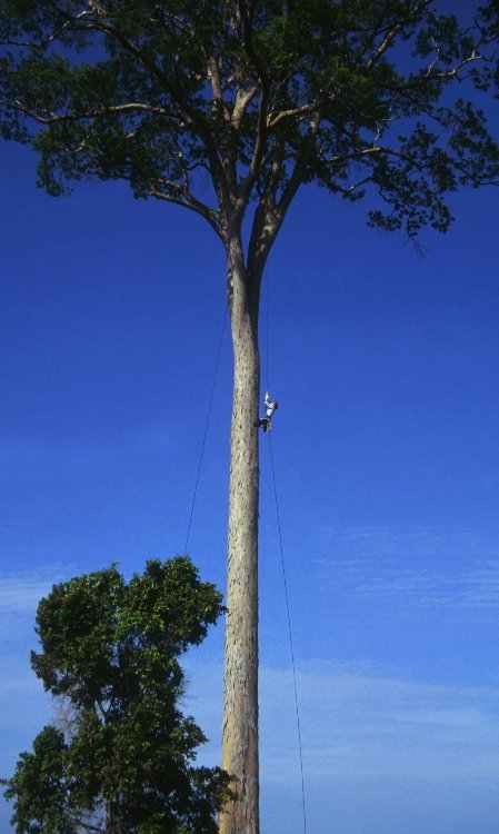 Dinizia Excelsa trees excapes in Amazon fire says scientist