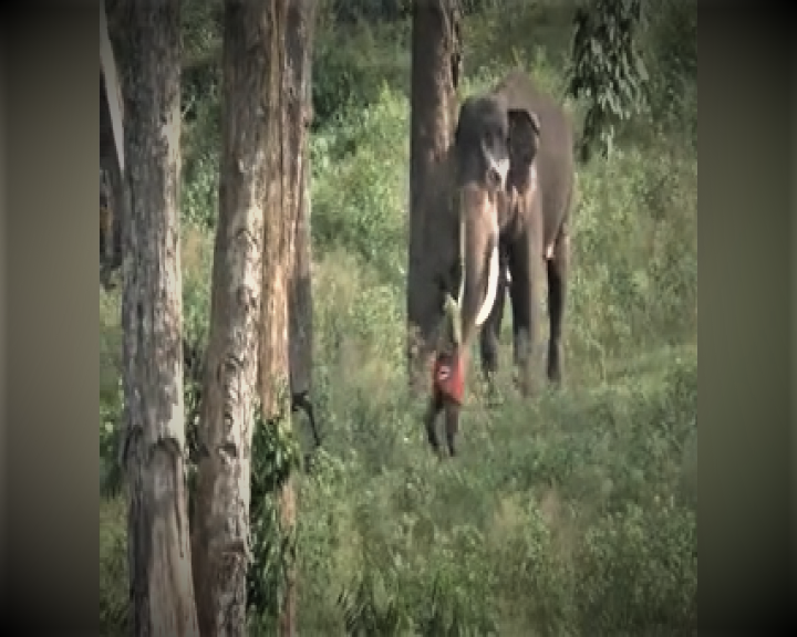 Nilagiri Elephant attacking முதுமலை புலிகள் காப்பகம் Mudumalai Tiger Reserve forest நீலகிரி