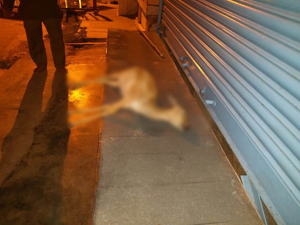 deer-died-for-the-attack-street-dogs