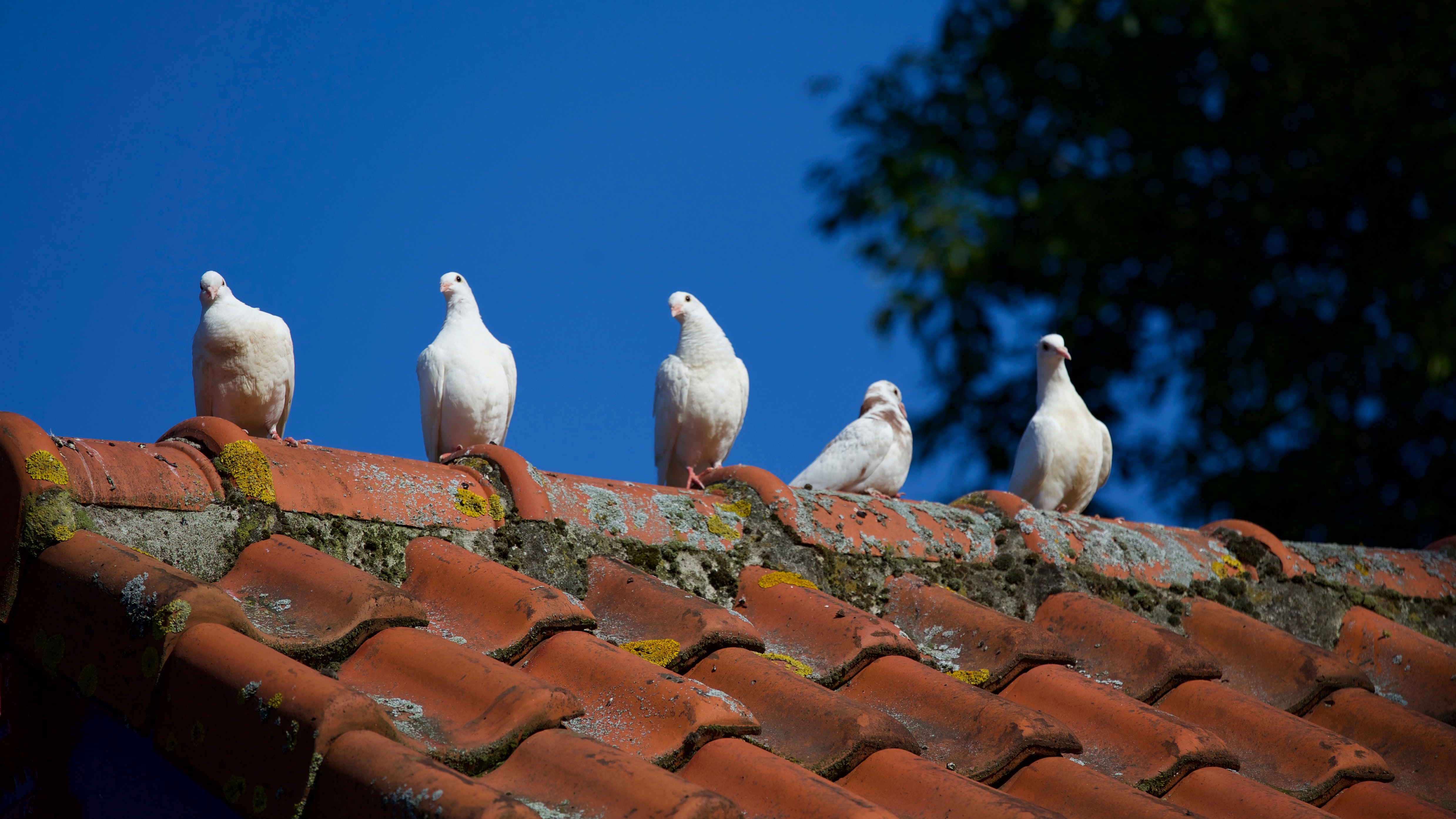 Cold War spy-pigeon missions